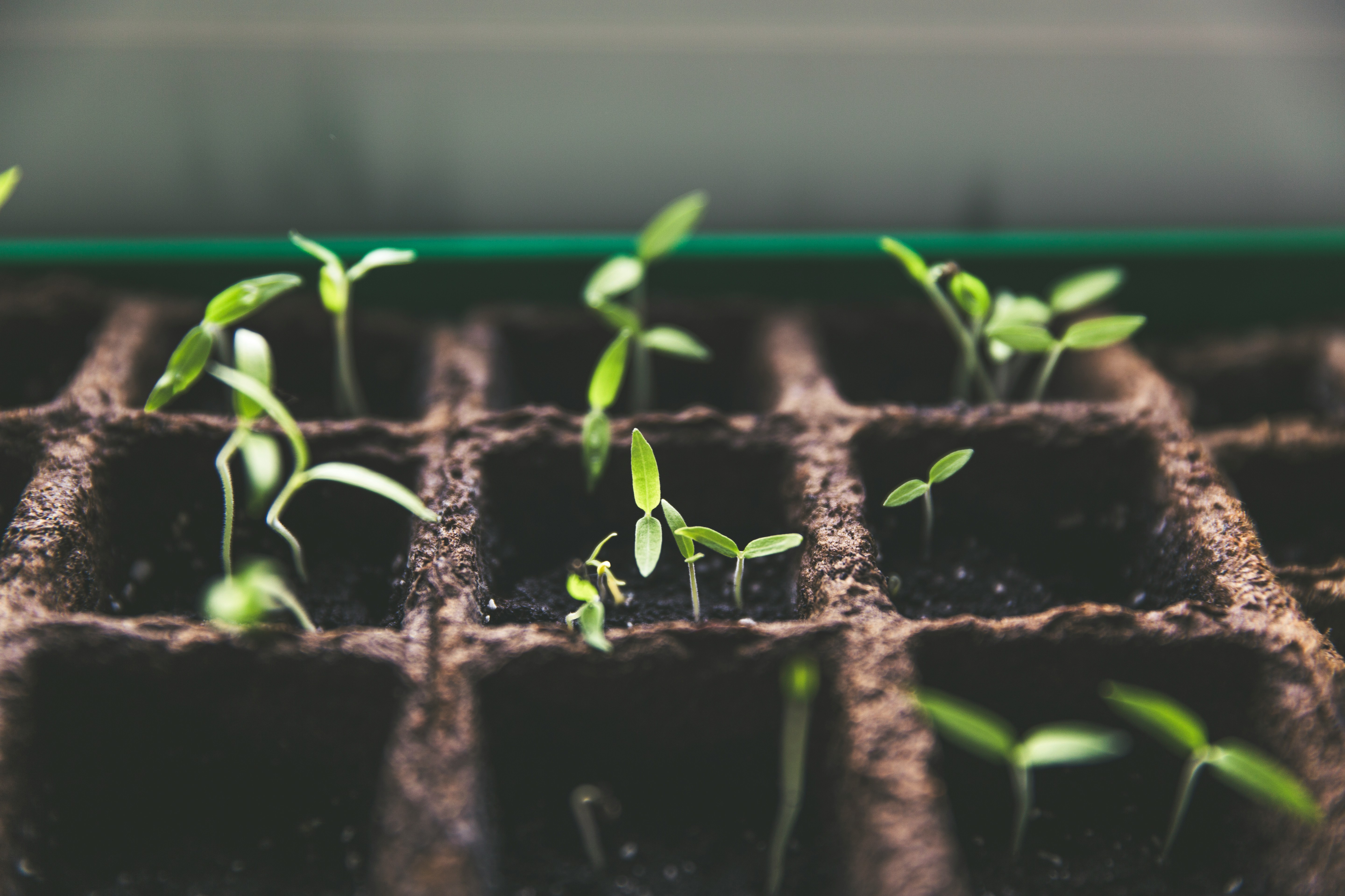 Young seedlings sprouting from soil — compound growth in action